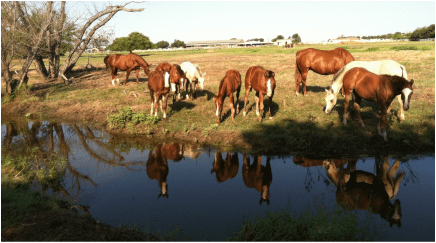 Haverty Ranch – Texas Horse Ranch Extraordinaire!